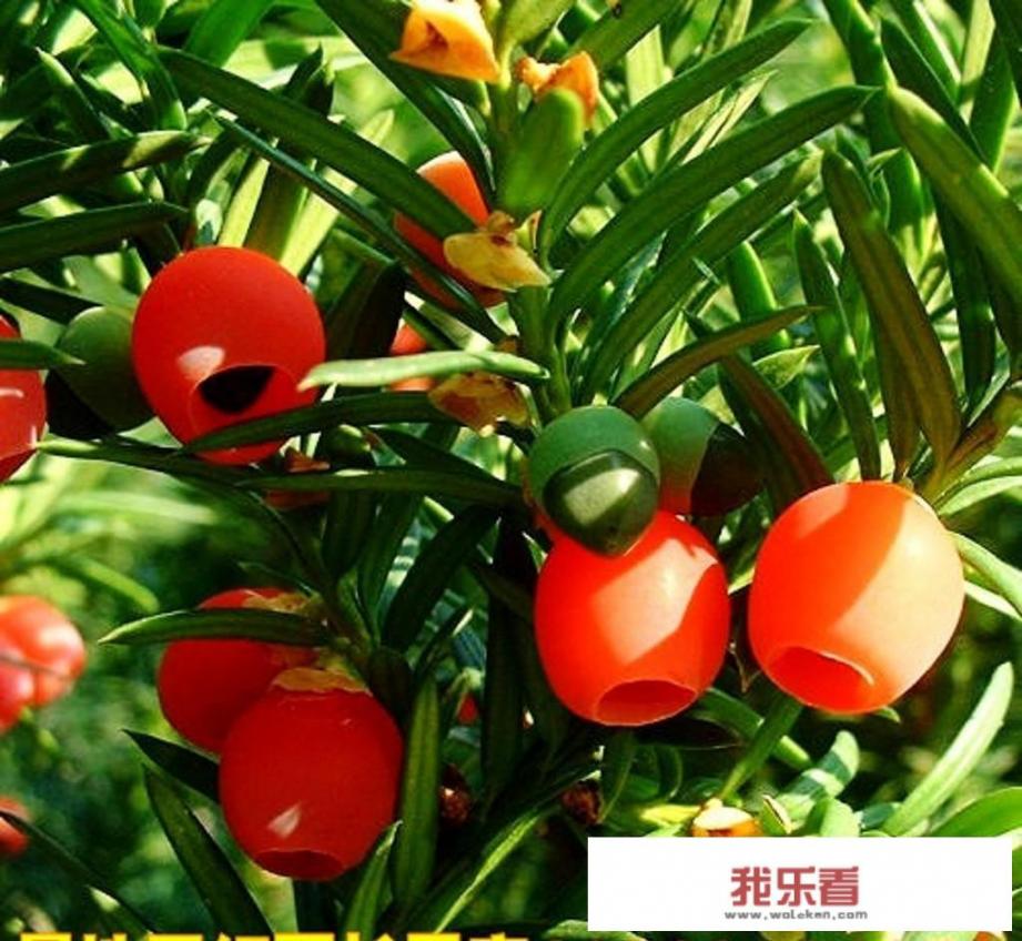 红豆杉树木的药用功效是什么？