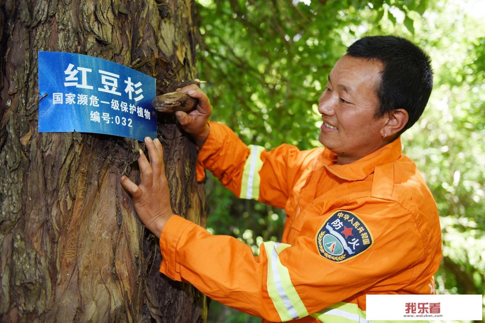 红豆杉树木的药用功效是什么？