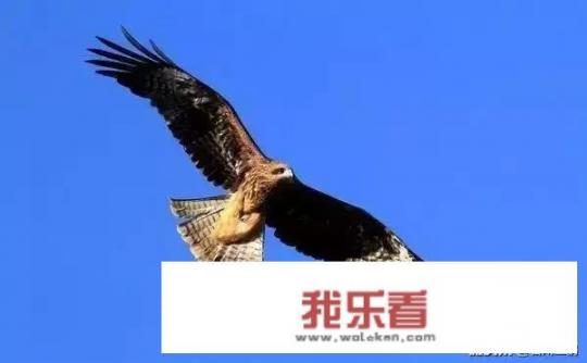 银行主动打电话邀请办理信用卡分期还款，这是什么意思？可以办吗？