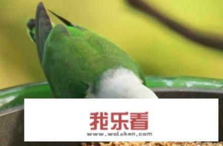 牡丹鹦鹉平均寿命为多少？