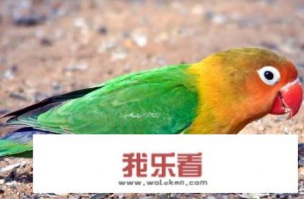 牡丹鹦鹉平均寿命为多少？