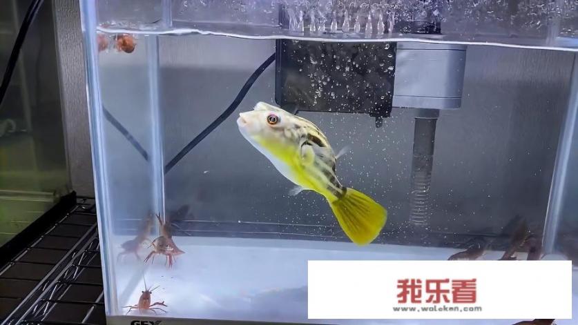 狗头鱼饲养方法？