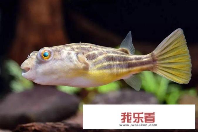 狗头鱼饲养方法？