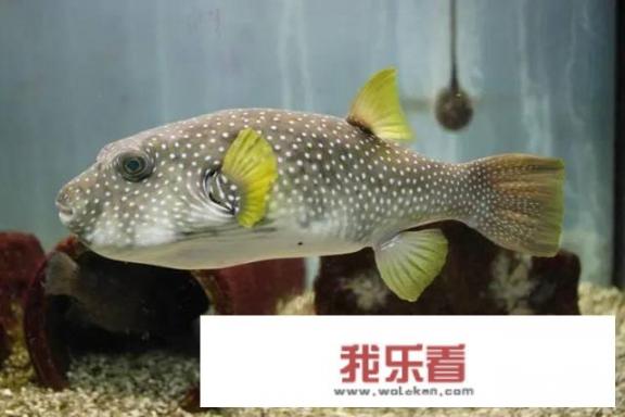狗头鱼饲养方法？
