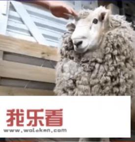 东风风神奕炫max和长安谁最值得入手？