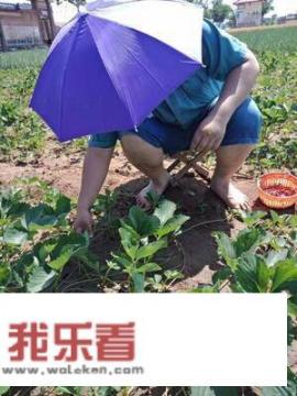 树莓种植方法全过程？