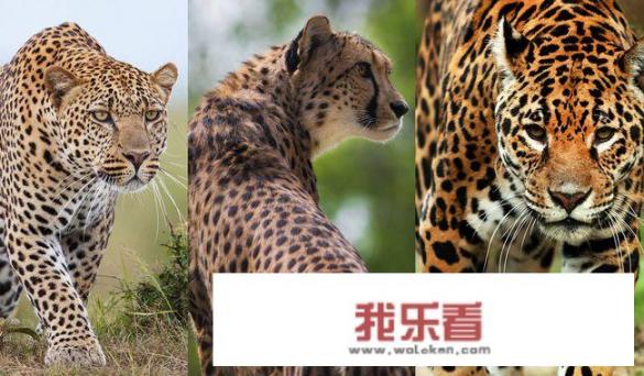 中国大百科全书第二版猎豹介绍？