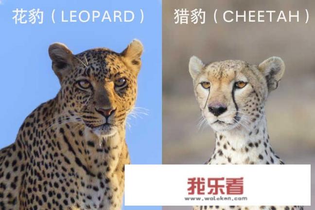 中国大百科全书第二版猎豹介绍？
