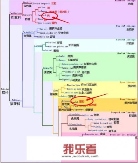 中国大百科全书第二版猎豹介绍？