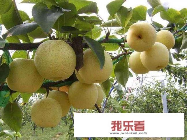 怎么辨别酥梨？