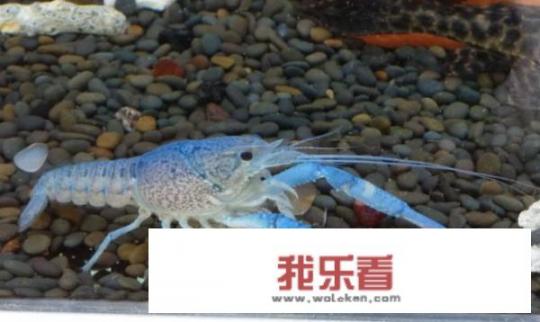 新手养鳌虾怎么养？