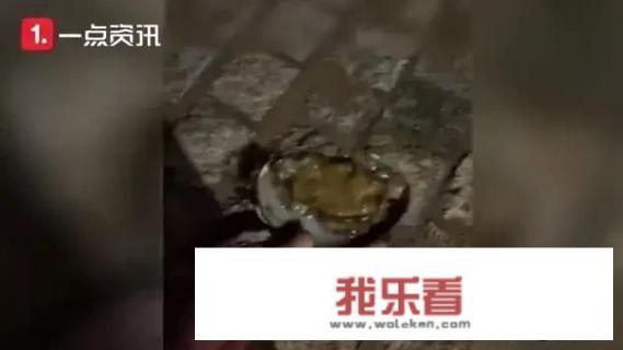 一品鲍鱼什么意思？