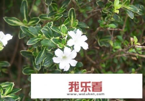 六月雪图片及品种？