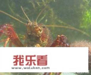 龙虾身上长白毛怎样用药？