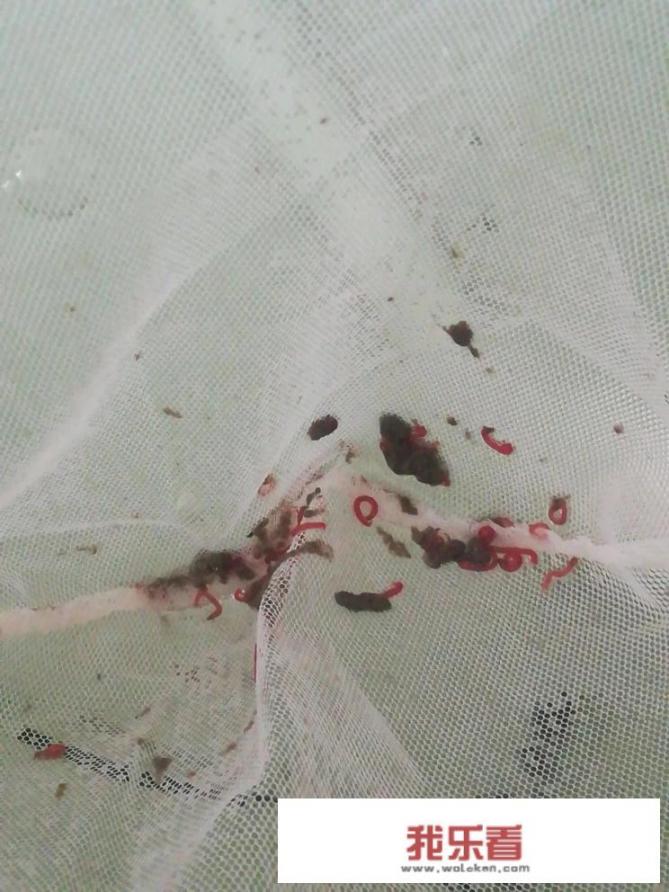 龙虾身上长白毛怎样用药？