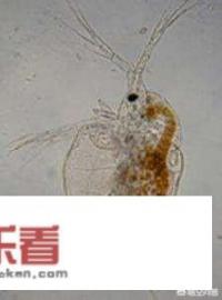 龙虾身上长白毛怎样用药？