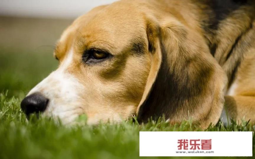 开学第一课的顺序？