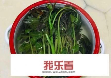 香椿芽鸡蛋炒出来发红？