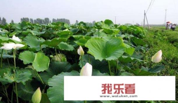 藕的养殖方法和禁忌？