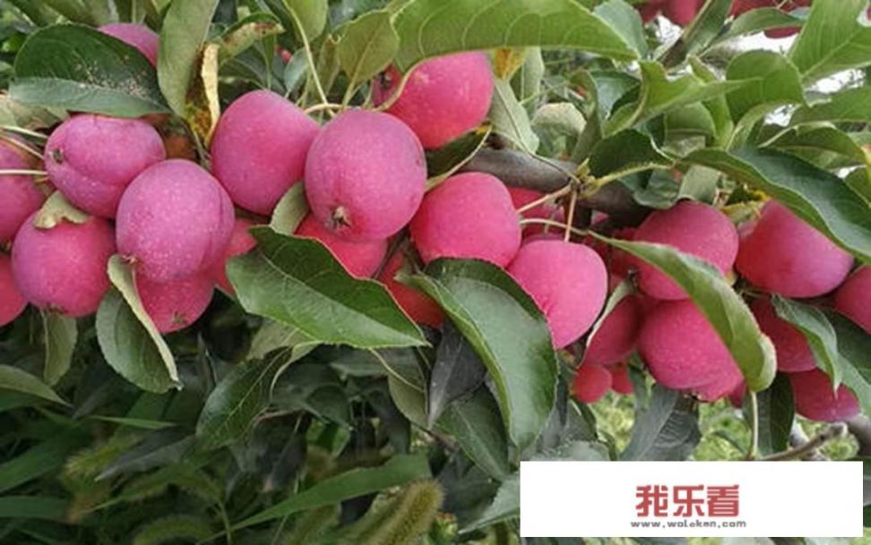 鸡心果与苹果比，哪个好吃？
