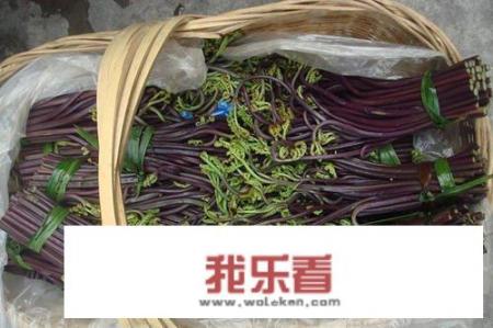 野生蕨菜可以吃吗？