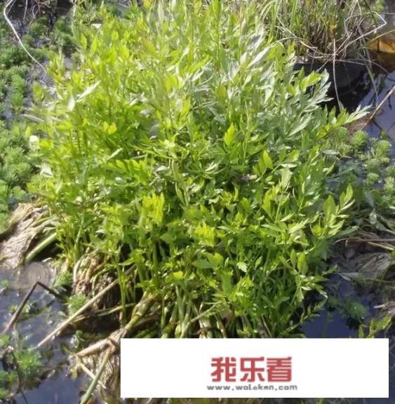 野芹菜能吃吗，是否有毒？