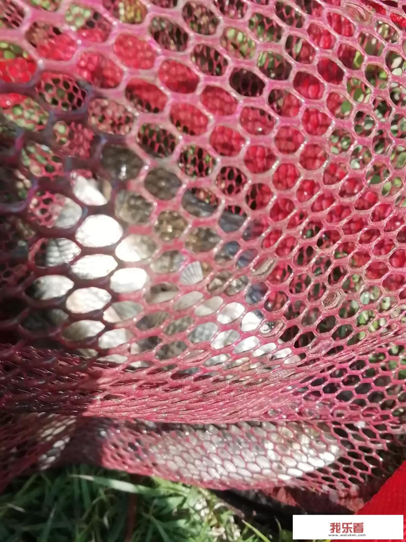 年年有鱼画的是什么鱼？