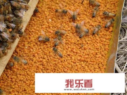 蜂花粉怎样喂蜂？