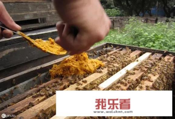 蜂花粉怎样喂蜂？
