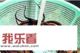 盘龙黄鳝的做法？