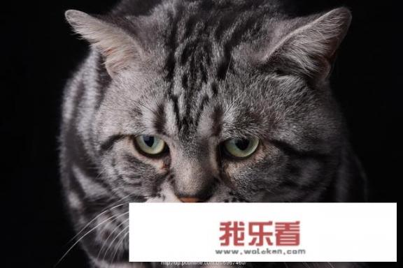 把你的影子加盐风干，等老的时候下酒，这句话怎么理解？