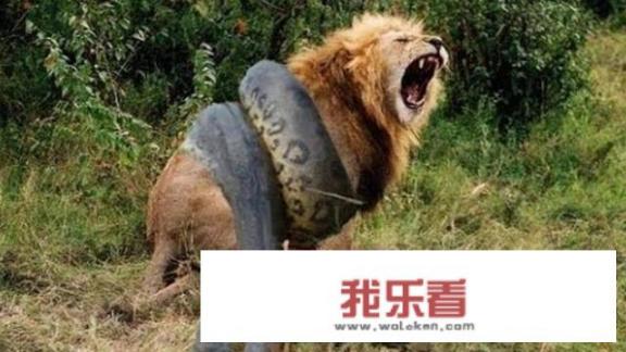 为何血腥的杀戮在动物间不断的上演？