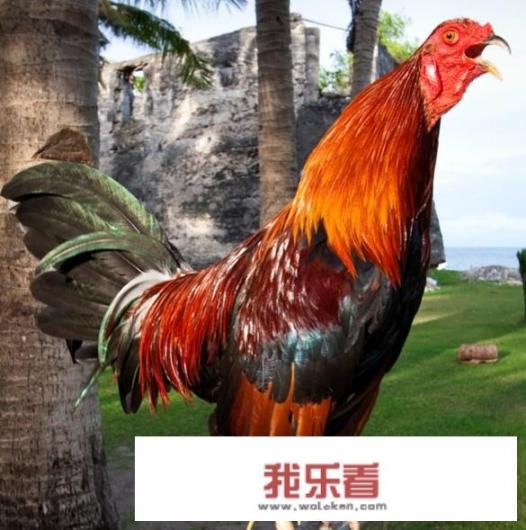 香菇炒鸡蛋的正确做法？