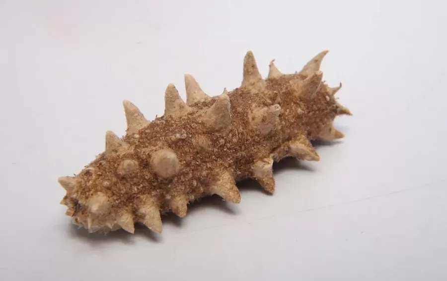 速发海参加工方法？