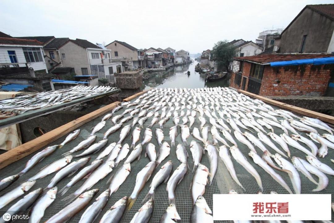 白条鱼最大有多少斤？