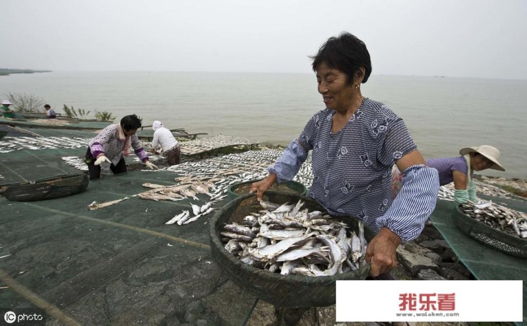 白条鱼最大有多少斤？