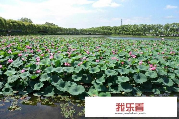 莲藕营养价值？