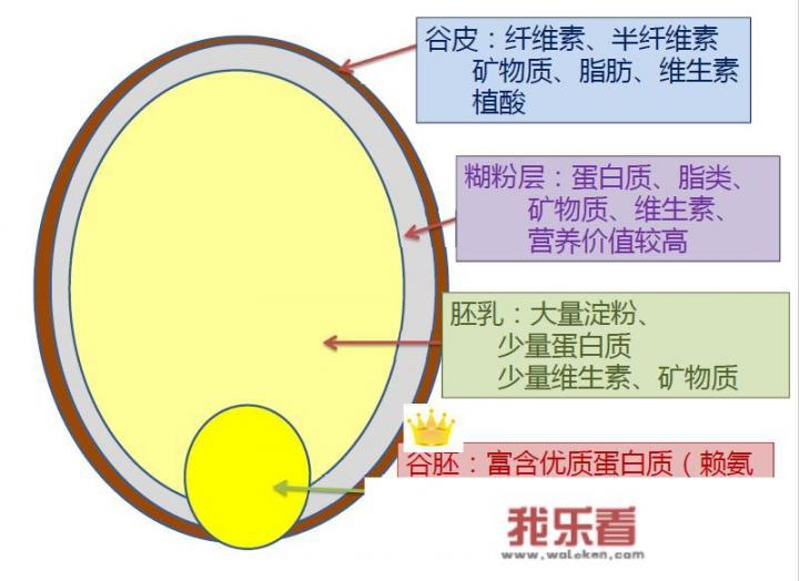 每天吃糙米能减肥吗？