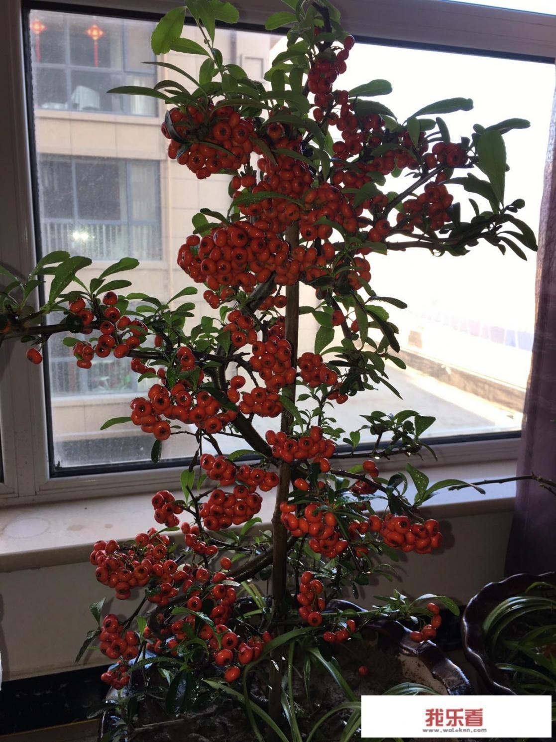 东风雪铁龙爱丽舍在合资车中，它的整体表现如何呢？