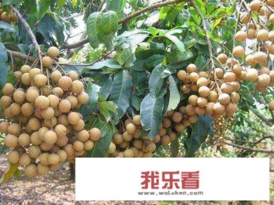 龙眼和荔枝的区别有哪些？