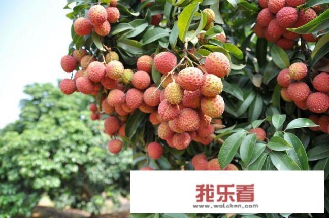 龙眼和荔枝的区别有哪些？