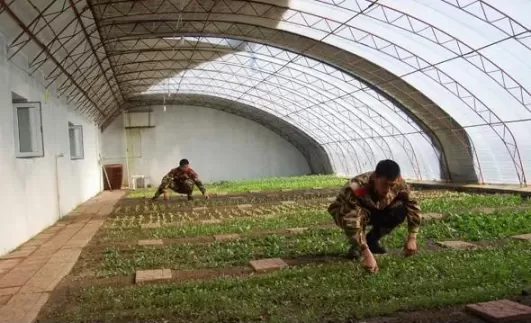 蔬菜大棚搭建方法？