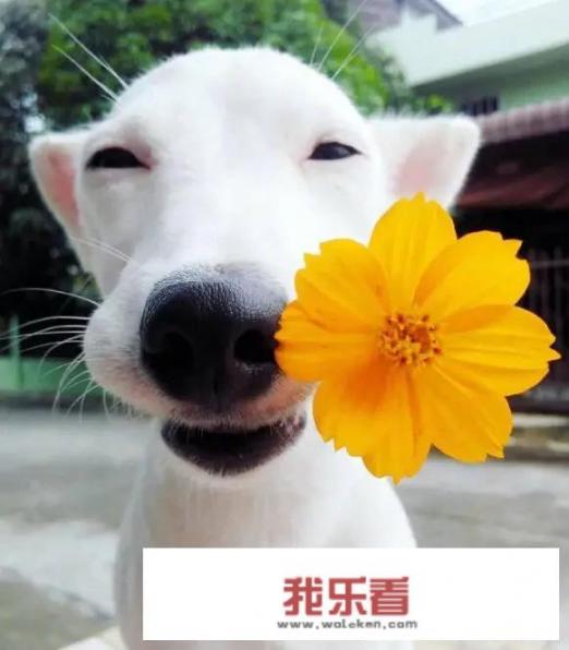 女生说谈恋爱要从一束花和深情的告白开始啥意思？