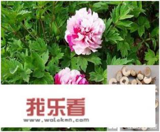 牡丹皮有什么功效？有什么作用？