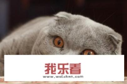 世界十大最奇特的猫排行，短尾/折耳个个奇怪？