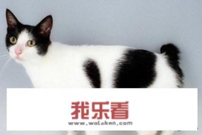 世界十大最奇特的猫排行，短尾/折耳个个奇怪？