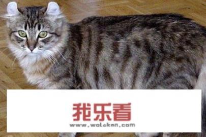 世界十大最奇特的猫排行，短尾/折耳个个奇怪？