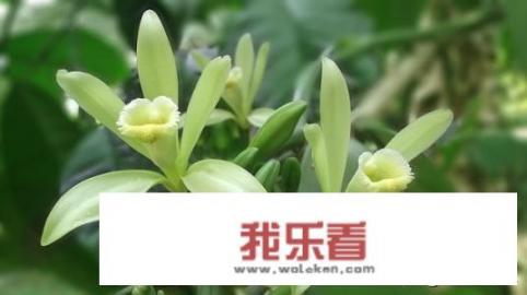 香草代表什么象征意义？