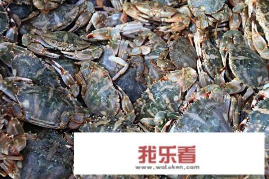 海蟹有什么品种？