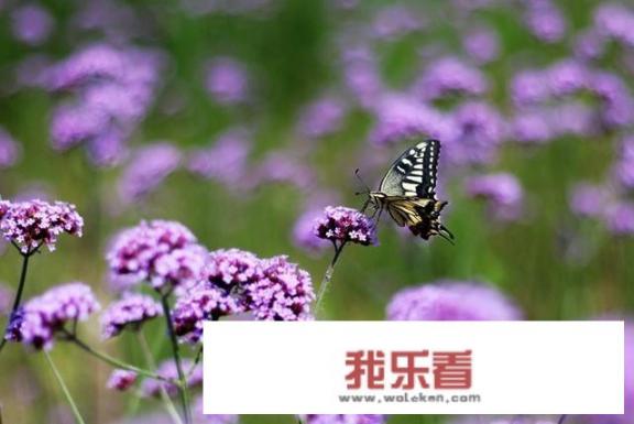 求图片植物名称？谢谢？